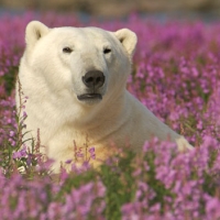 Polar Bear In Manitoba