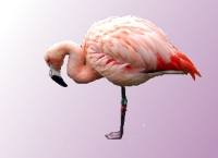 Pink Flamingo on one leg