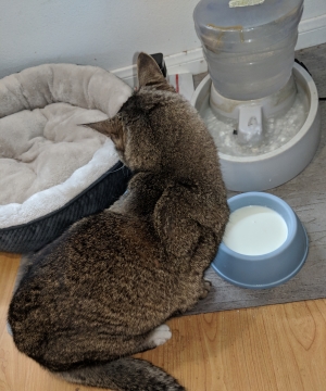 Eating my sadness does not help me or my cat after Weight Loss Surgery